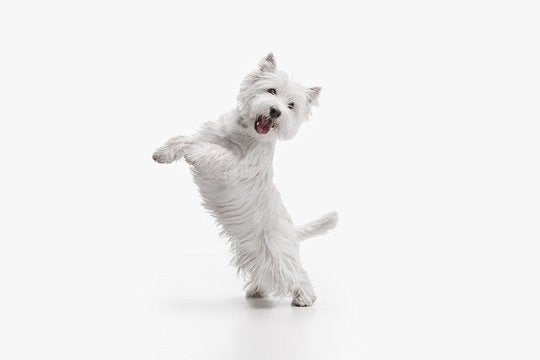 speelmaatje hond gezocht, Dieren en Toebehoren, Ophalen of Verzenden