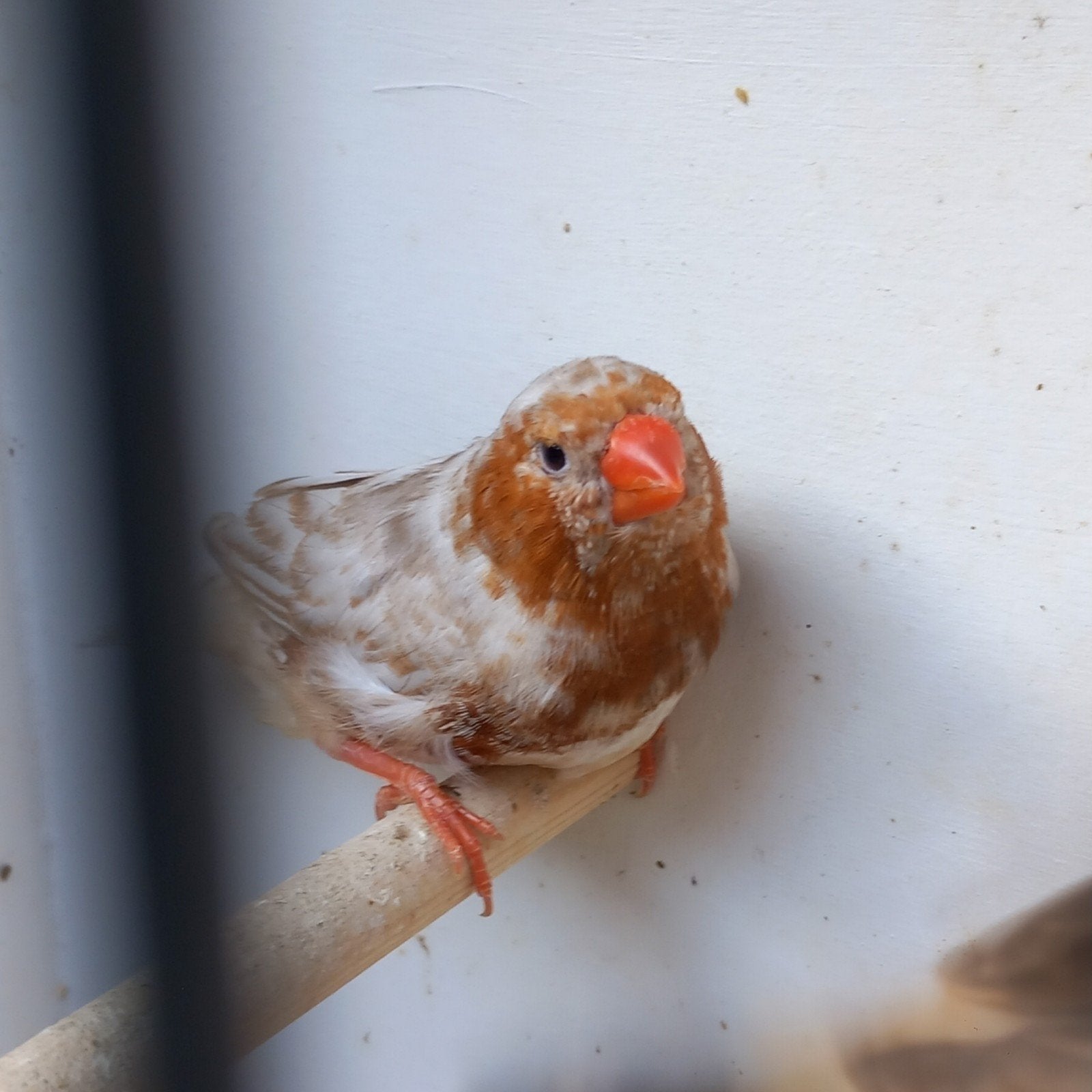 div zebravinken,koppels en 2 losse mannen, Dieren en Toebehoren, Meerdere dieren, Tropenvogel
