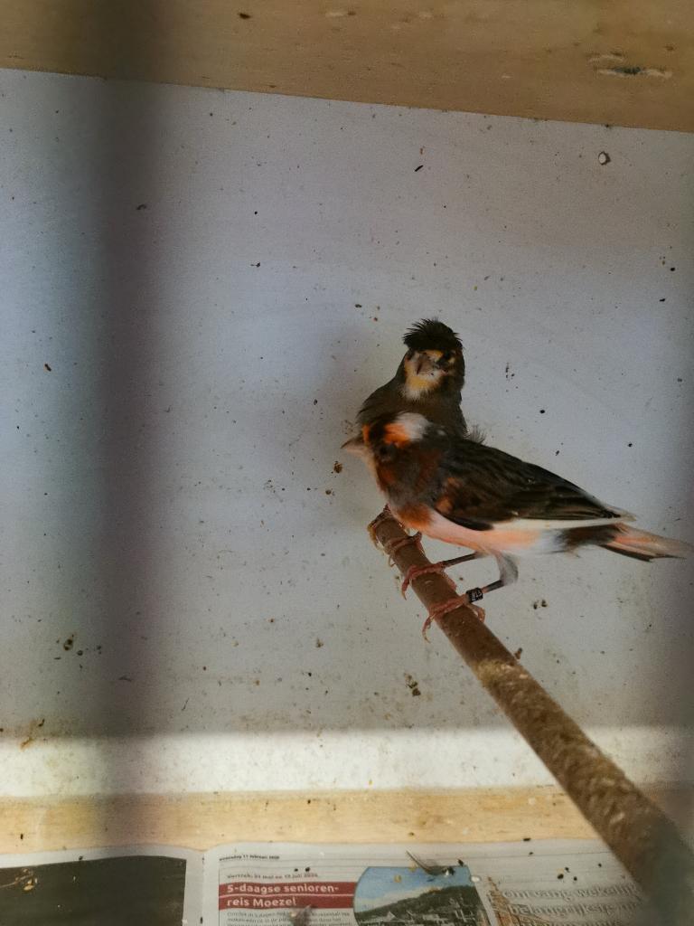 Koppel harlekijn kanarie s, Dieren en Toebehoren, Vogels | Kanaries, Meerdere dieren, Kleurkanarie