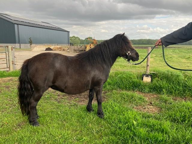 shetland pony, Merrie