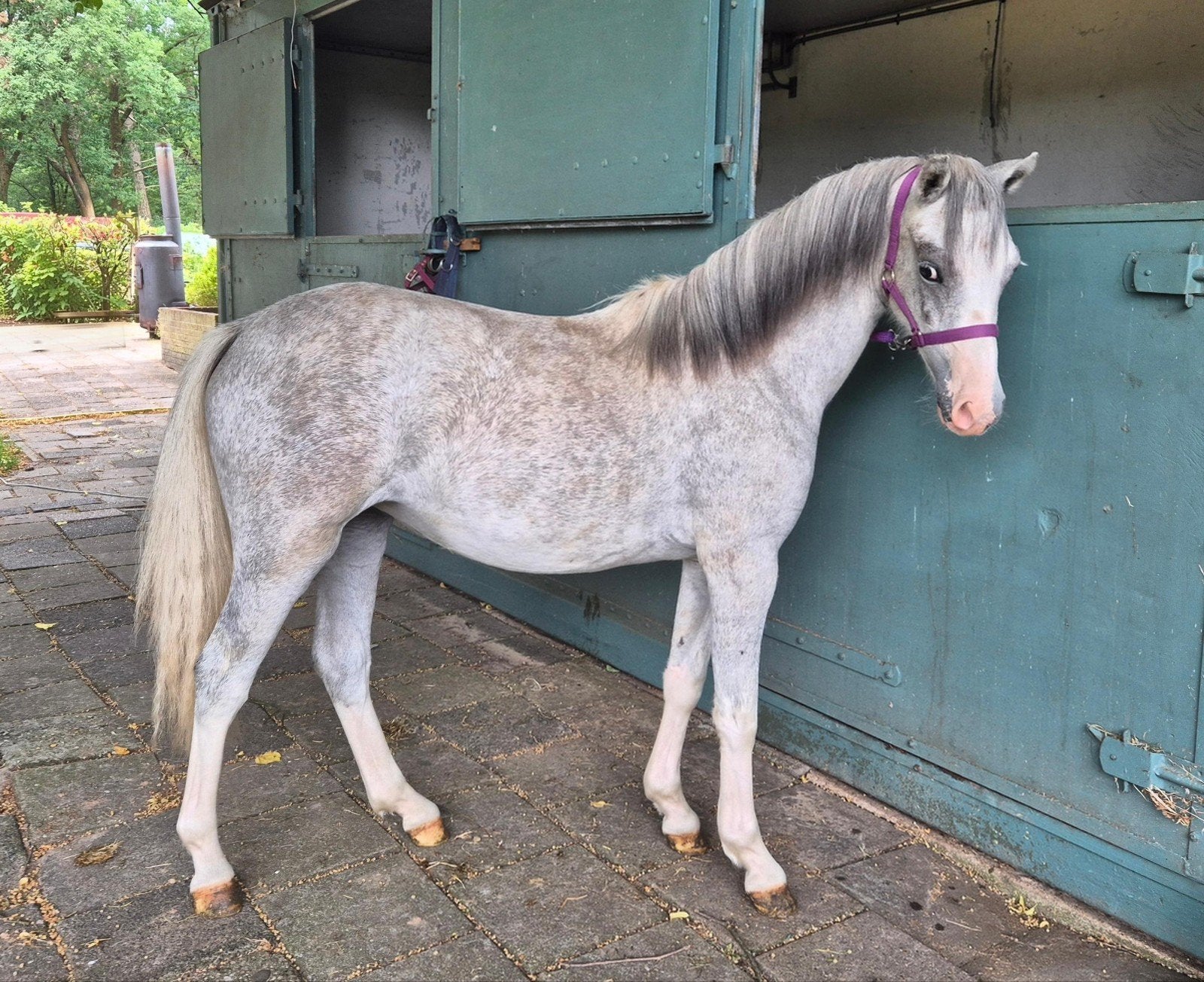 Prachtige Brave Welsh jaarling merrie., Merrie, A pony (tot 1.17m), Met stamboom, 0 tot 2 jaar