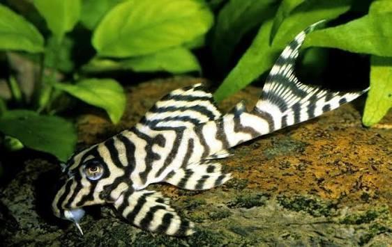 L236 Hypancistrus jongen 3/4cm, Vis