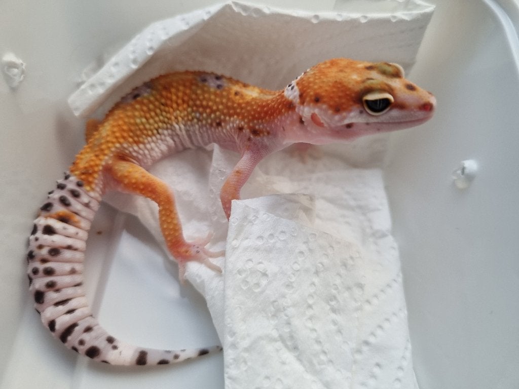 0.1 purple head x w&y bell albino luipaardgekko Leopard Gecko photo 2