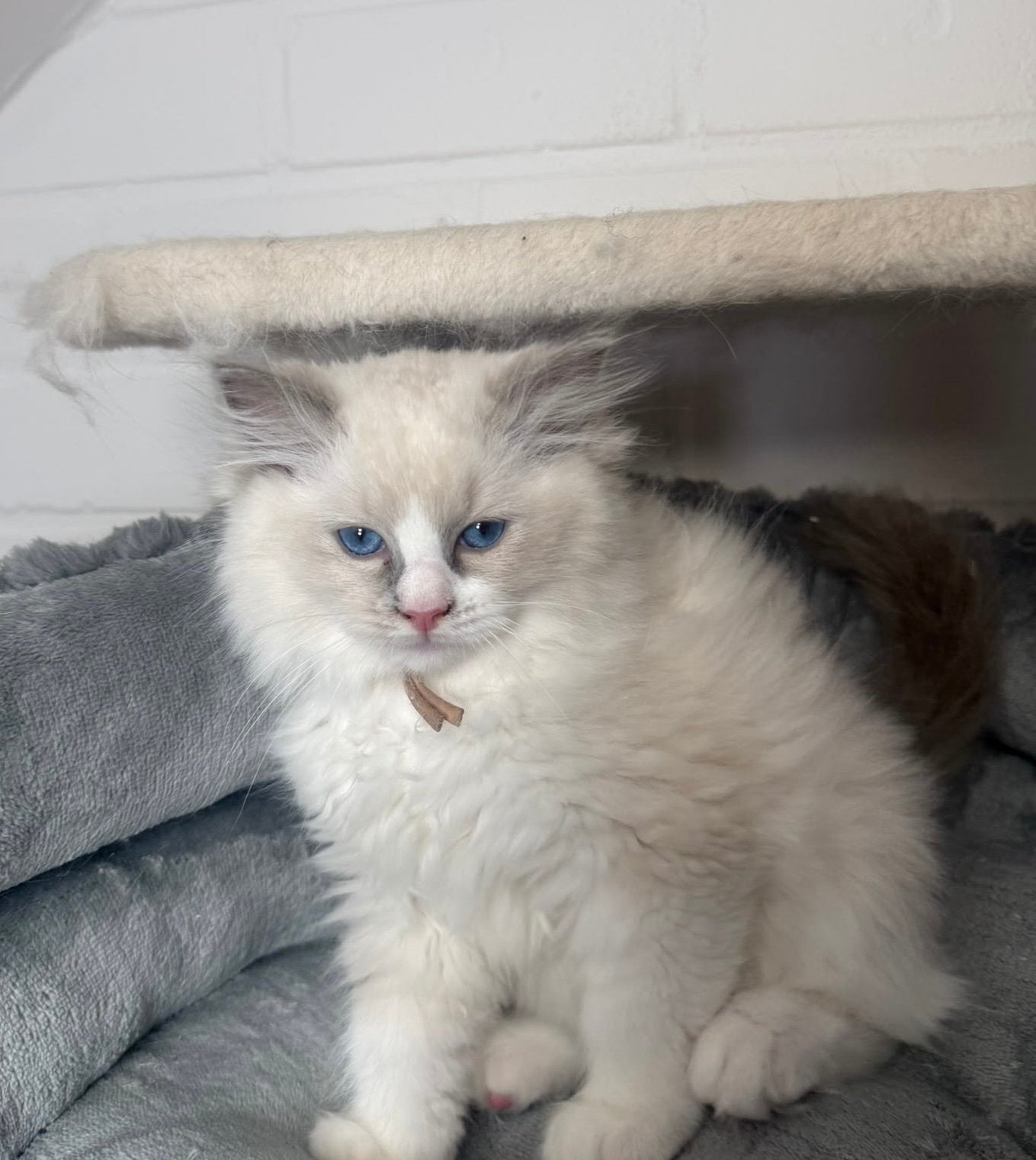 Foto 2 van Prachtige Ragdoll kittens met stamboom
