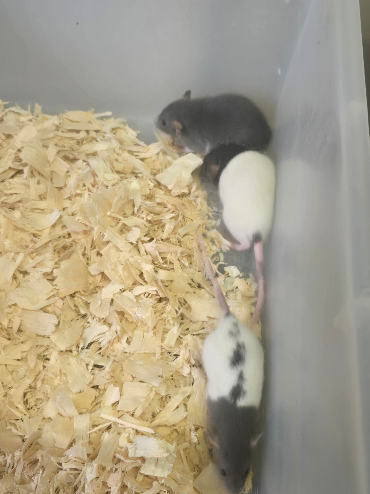 dumbo ratjes rittens, Dieren en Toebehoren, September, Mannelijk, Rat