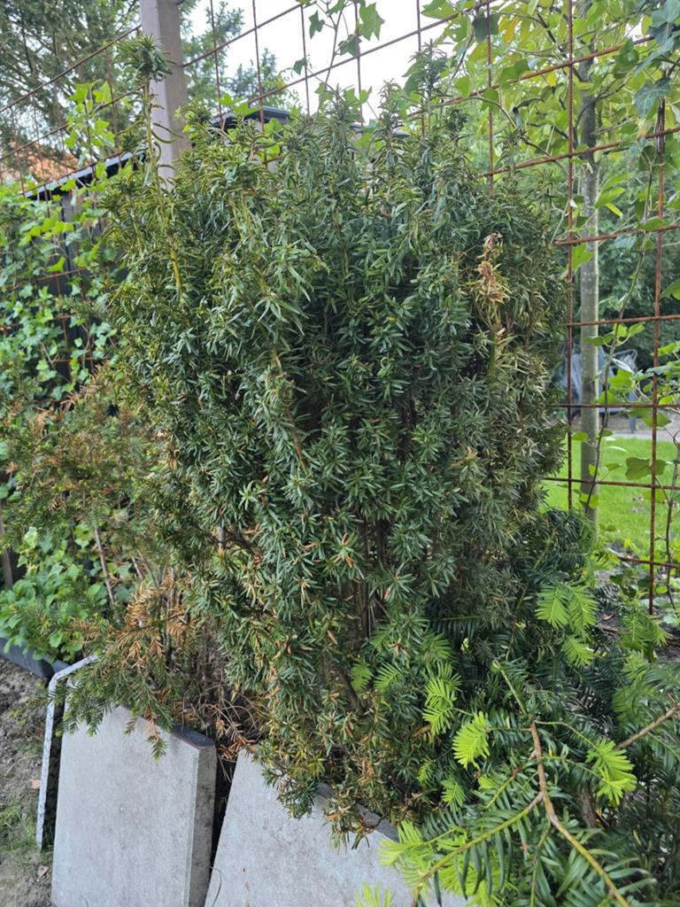 3 mooie tuinstruiken / coniferen voor tuin of erfafscheiding, Overige soorten, Vaste plant, Ophalen of Verzenden, Bloeit niet