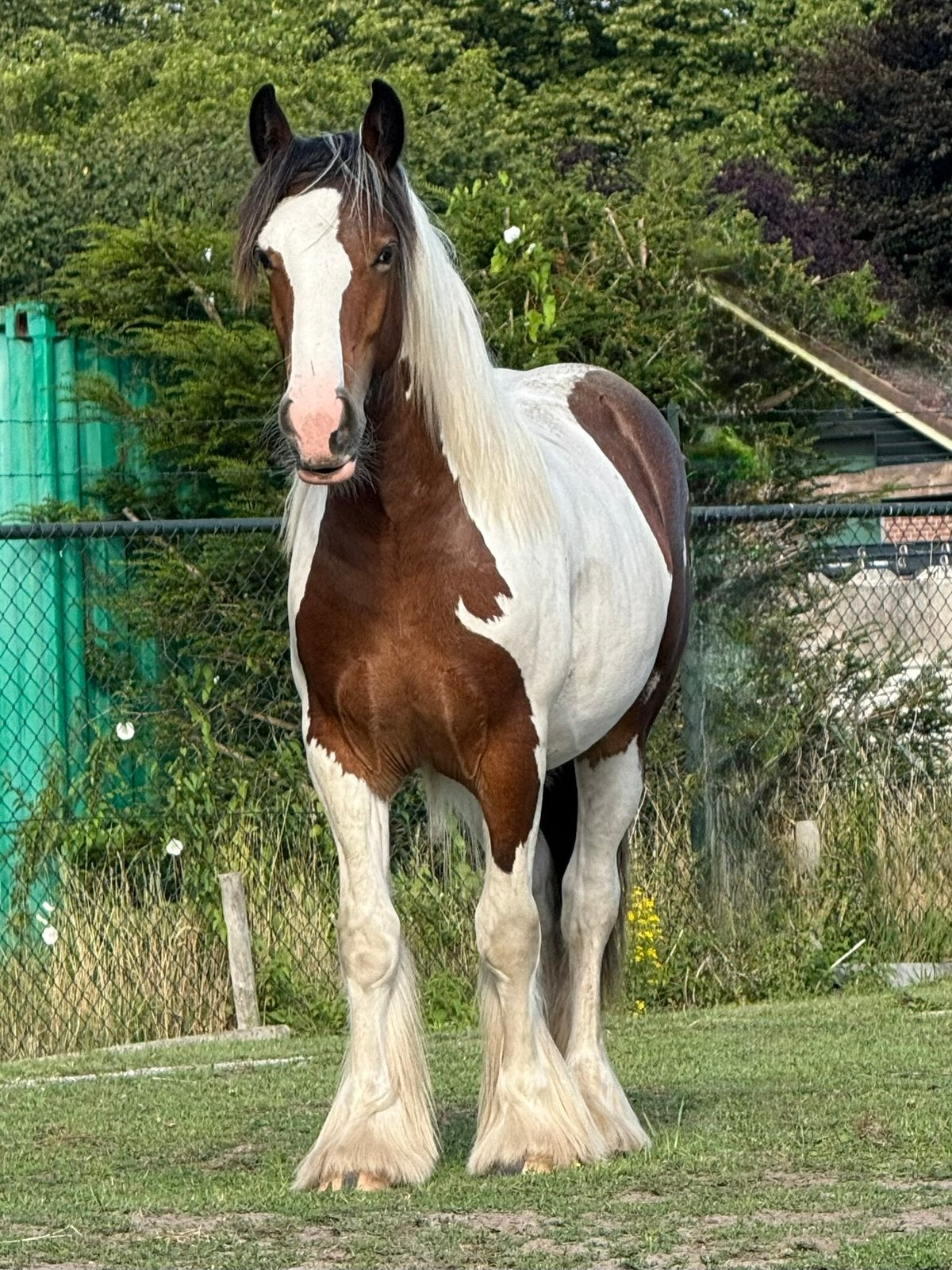 Breugel! Pensionplekje aangeboden voor jonge speelse ruin!, Dieren en Toebehoren, Stalling en Weidegang, Weidegang, 1 paard of pony