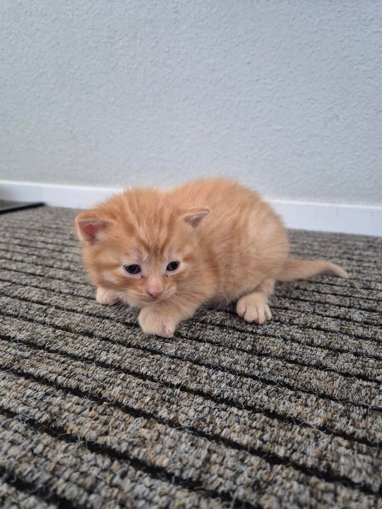 Kitten van een Ragdoll x Britse korthaar x Noorse boskat., Dieren en Toebehoren, Katten en Kittens | Raskatten | Langhaar, Meerdere dieren