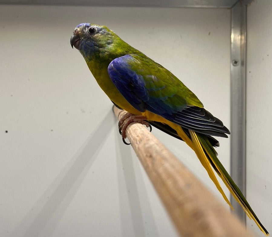 Turquoisine pop, Dieren en Toebehoren, Vogels | Parkieten en Papegaaien, Vrouwelijk, Parkiet