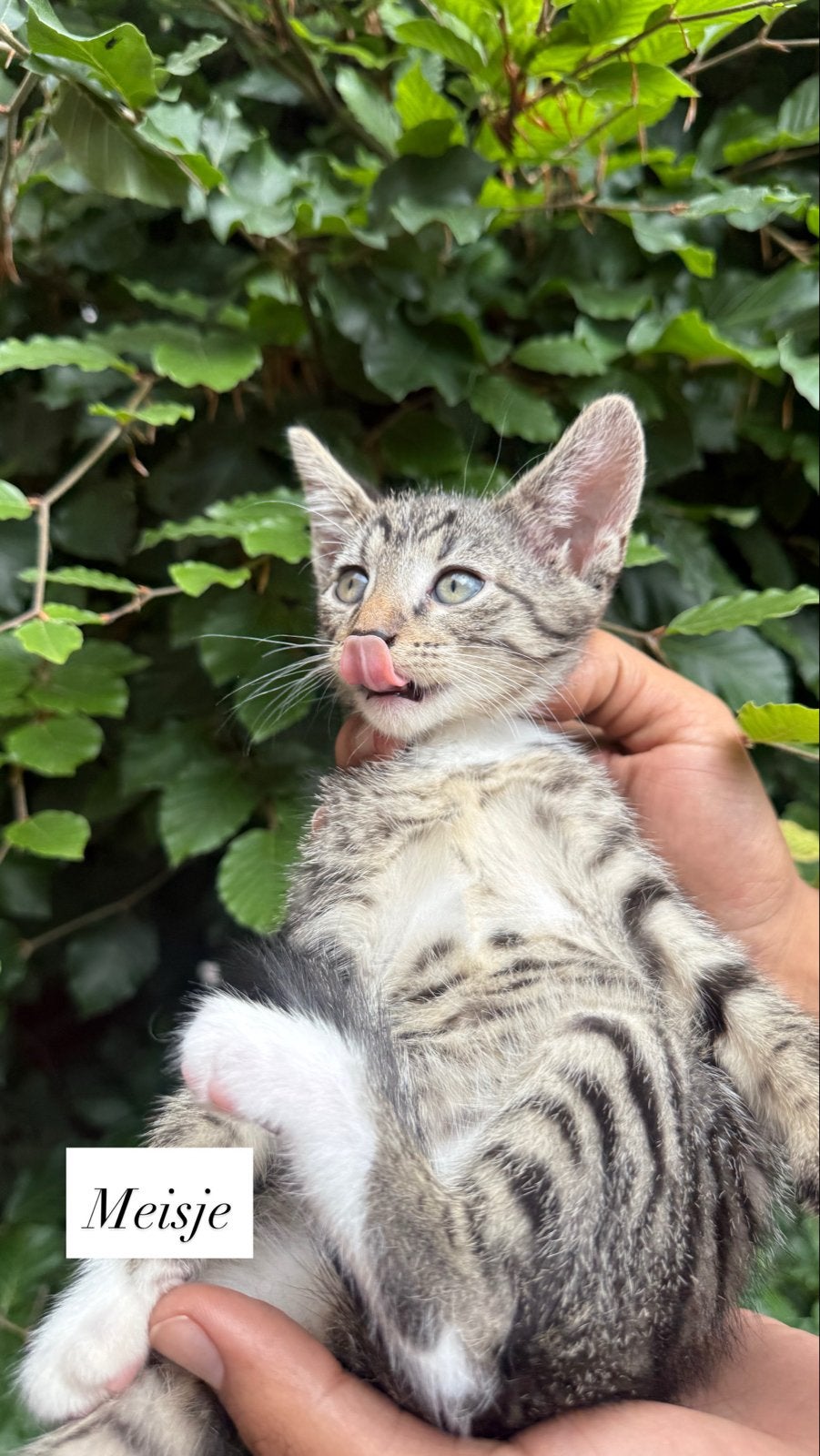 Kittens zo snel mogelijk nestje verlaten, Dieren en Toebehoren, Meerdere dieren