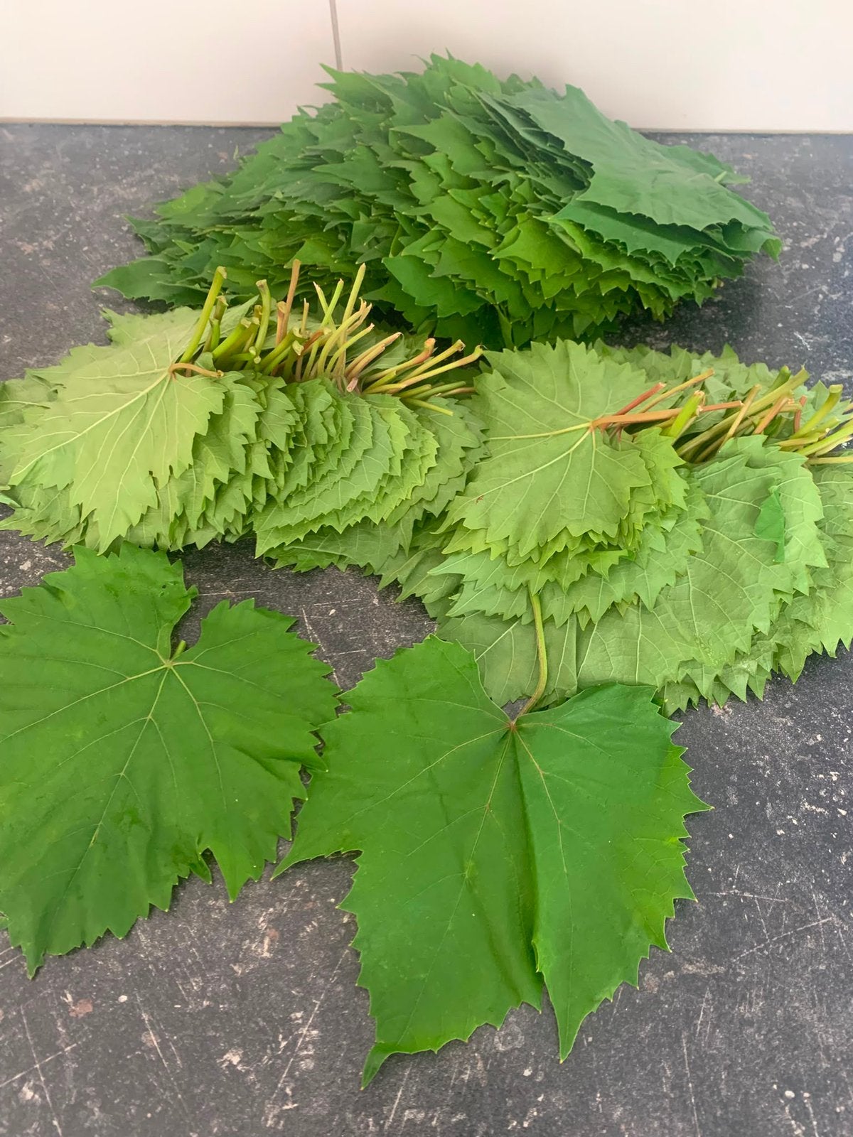 Wijn bladeren sarma yapragi., Ophalen, Overige soorten, Volle zon