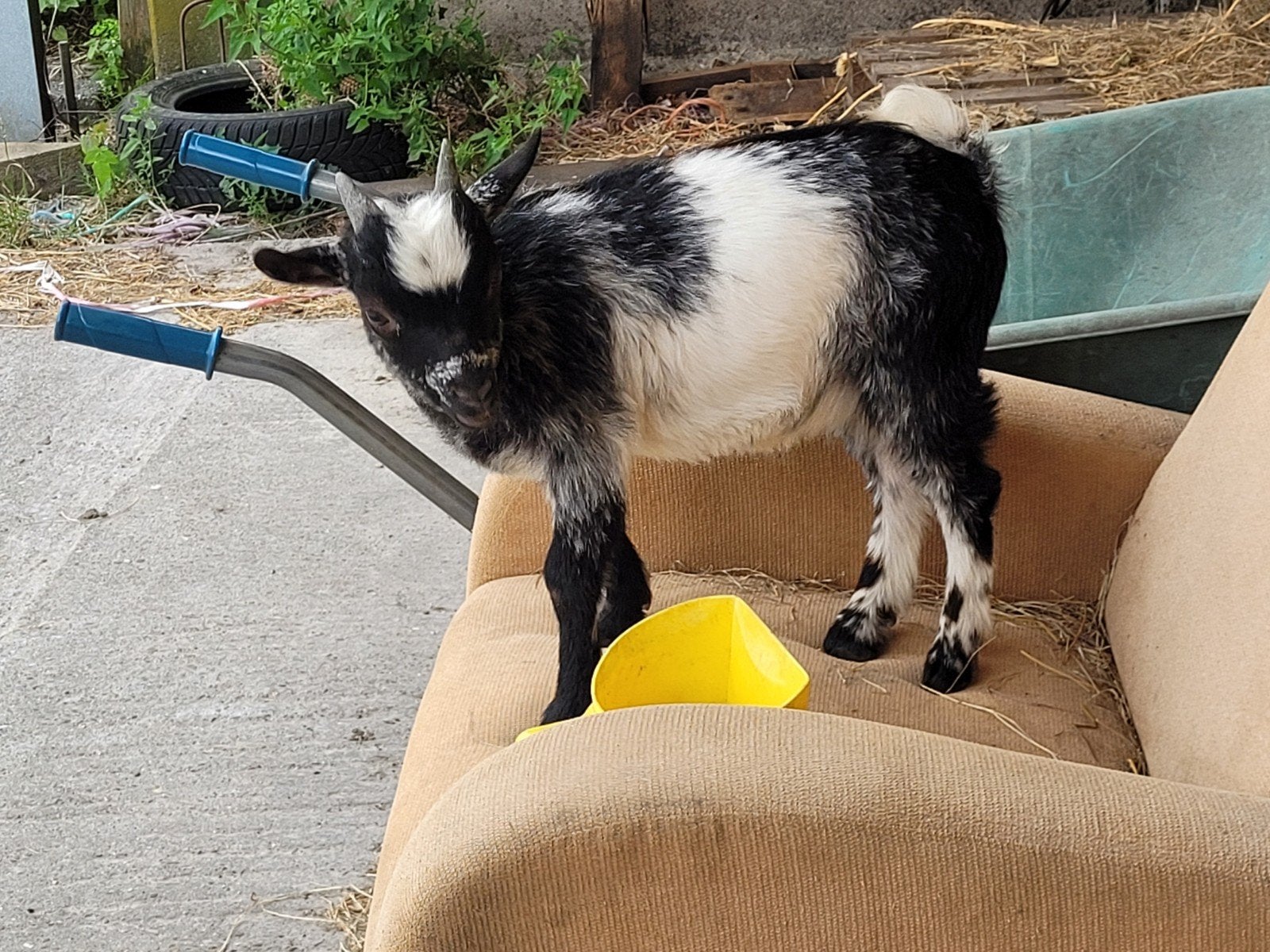Super lief hermelijnkleurig dwergbokje dekbok, Mannelijk, Geit