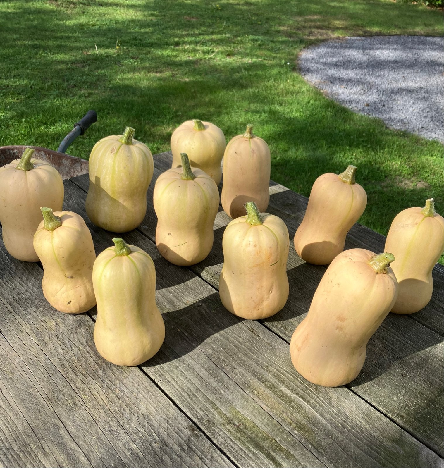 Butternut pompoenen - Direct van de boerderij, Ophalen