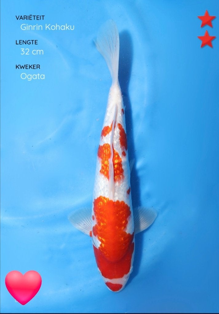 Japanse koi karper, Karper of Koi