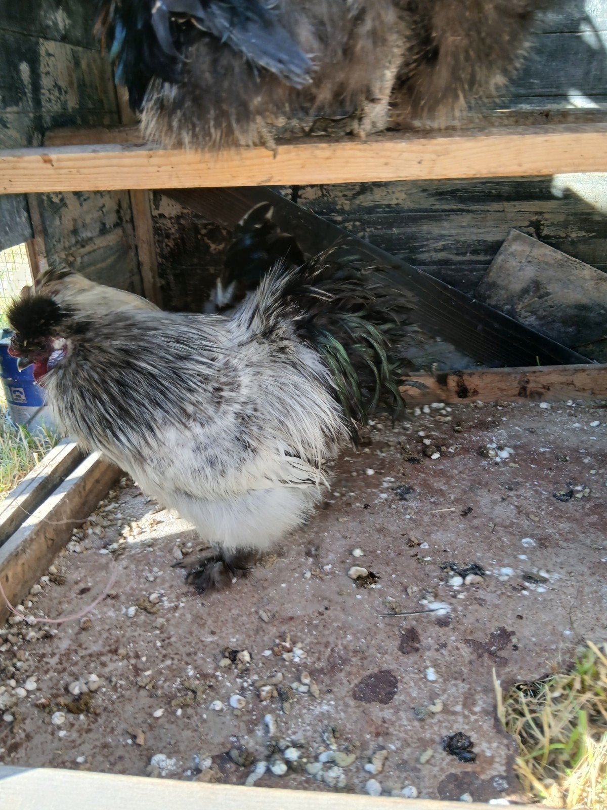Haan. 4 hanen zoeken thuis, Dieren en Toebehoren, Mannelijk, Kip