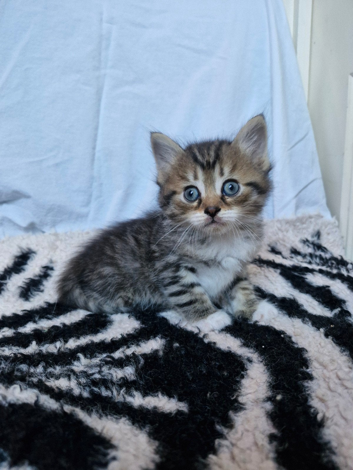 Tabby Siberische kat kittens, Meerdere dieren, Gechipt, 0 tot 2 jaar