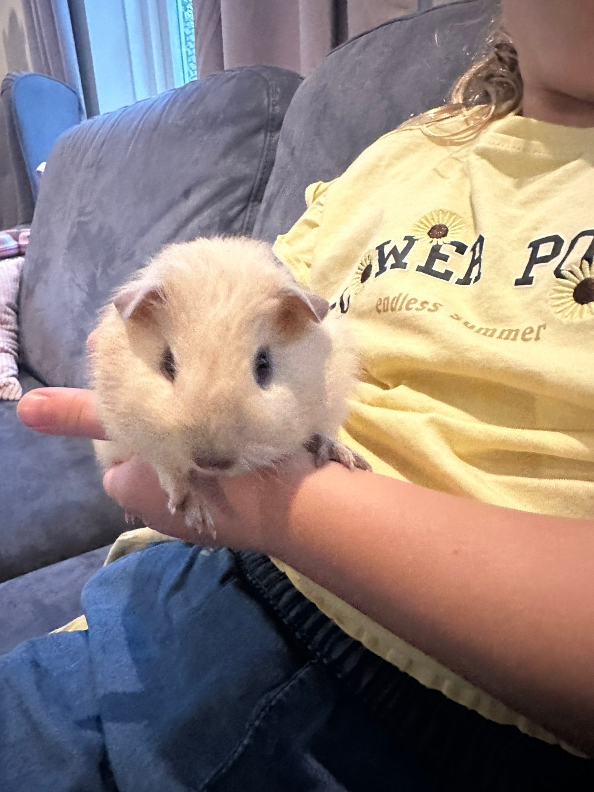 Creme cavia zeugje van 4 weken, Cavia, Augustus, Vrouwelijk, Tam