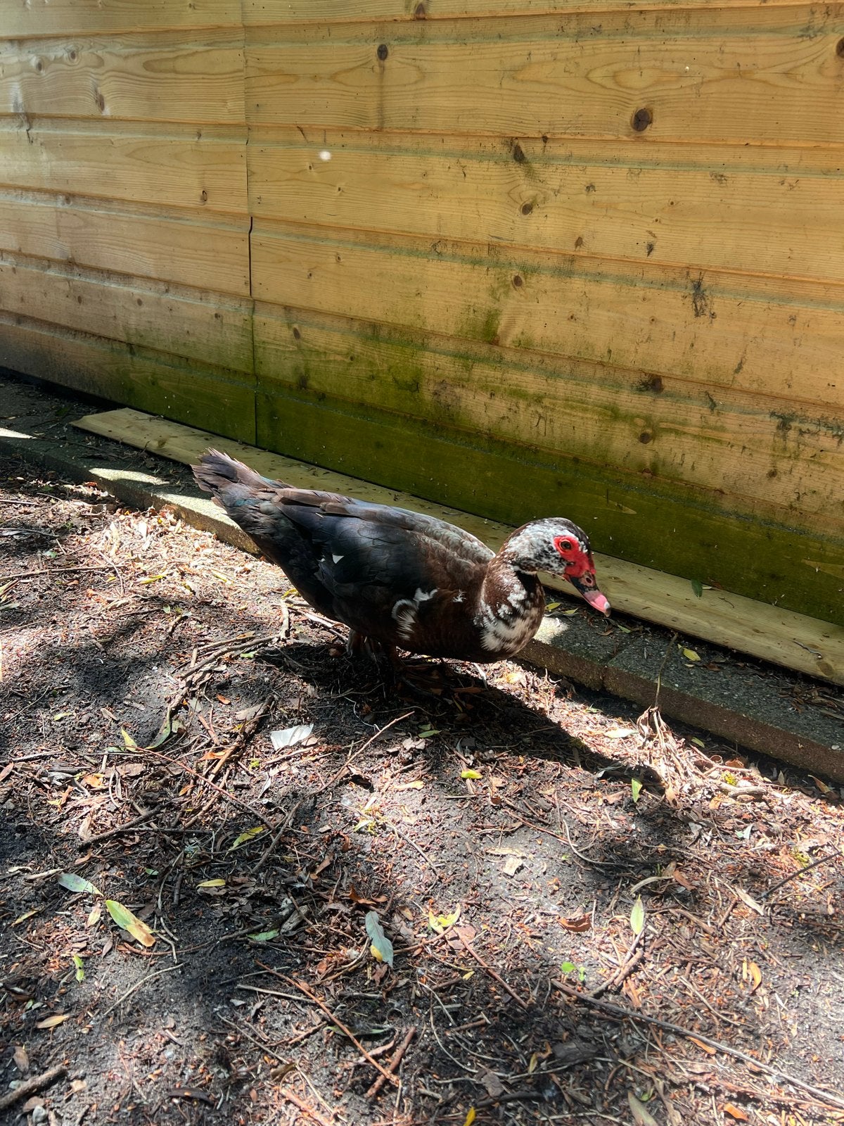 2 muskuseenden, Dieren en Toebehoren, Pluimvee, Vrouwelijk, Eend