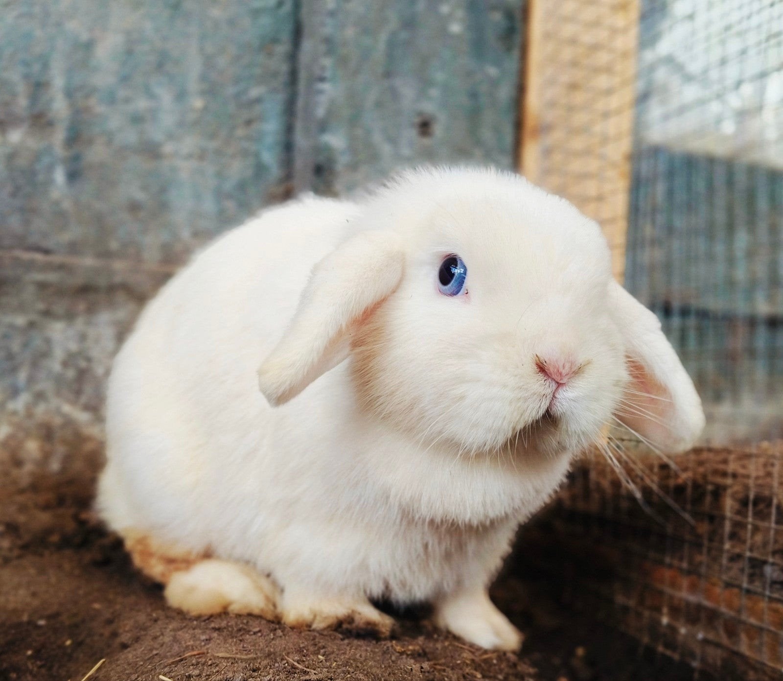 Engelse Mini lop Voedster, Dieren en Toebehoren, Konijnen, Vrouwelijk, Dwerg, Hangoor, 3 tot 5 jaar