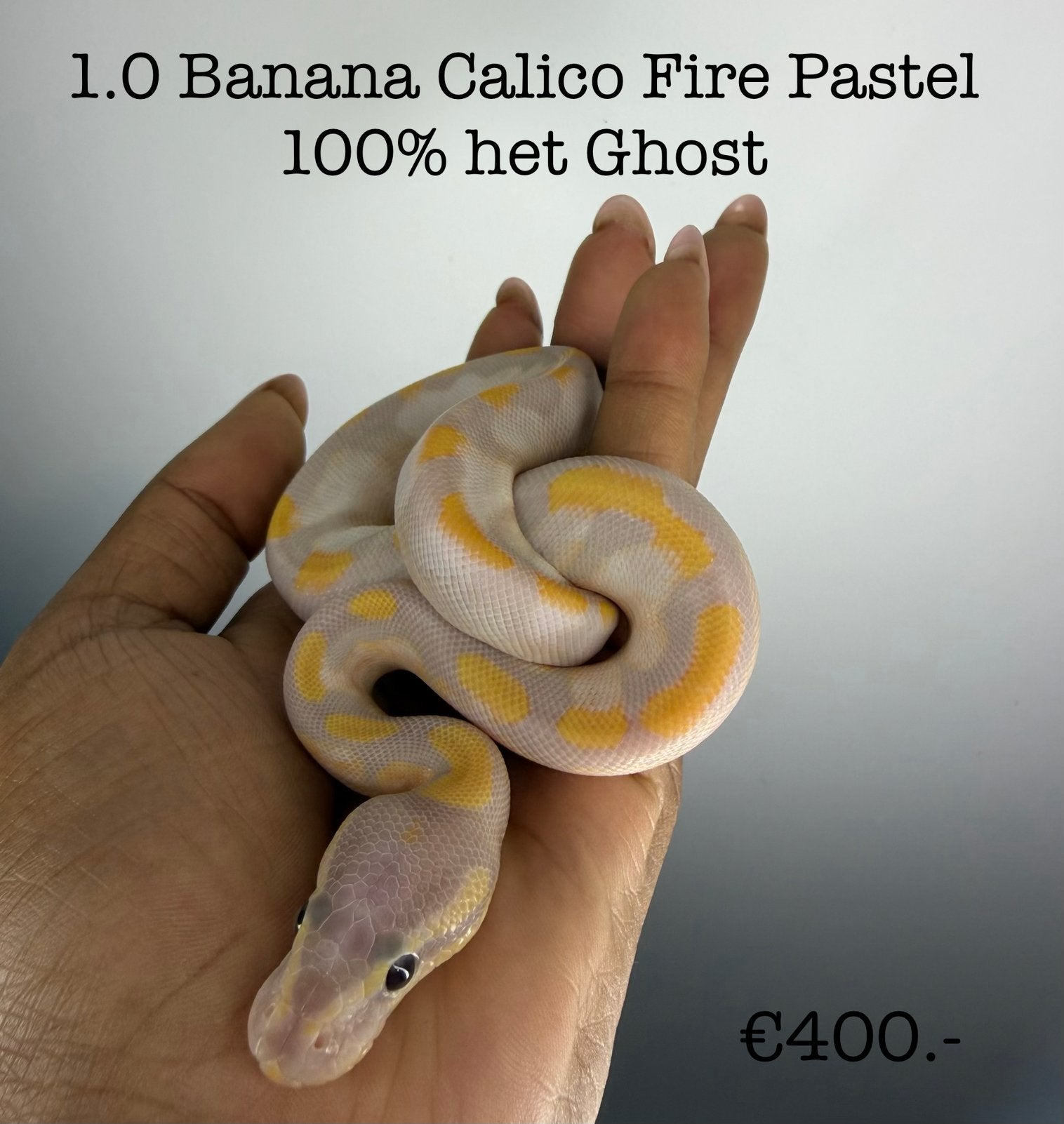 1.0 Banana Calico Fire Pastel 100% het ghost NK26, Dieren en Toebehoren, Slang, 0 tot 2 jaar
