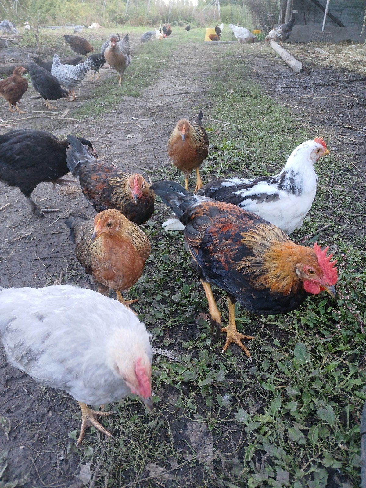 mooie jonge raszuivere hanen (goede legrassen), Dieren en Toebehoren, Mannelijk, Kip