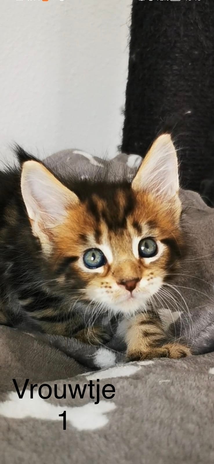 Maine Coon XXL kittens, Meerdere dieren