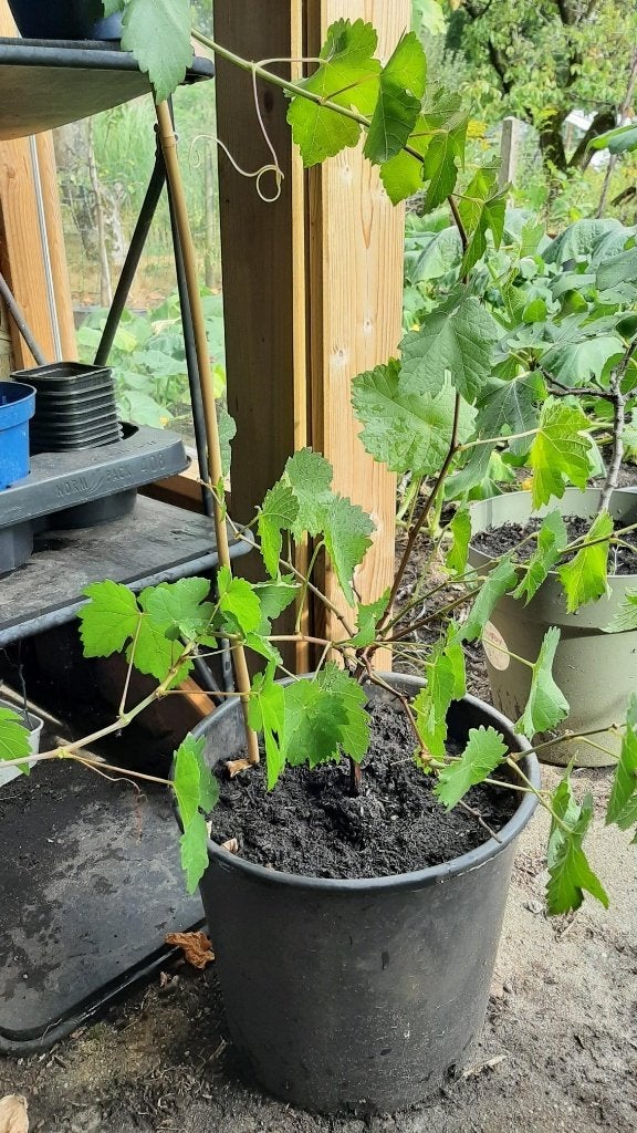 Druivenstruik in pot, Ophalen, Volle zon, Vaste plant, Fruitplanten