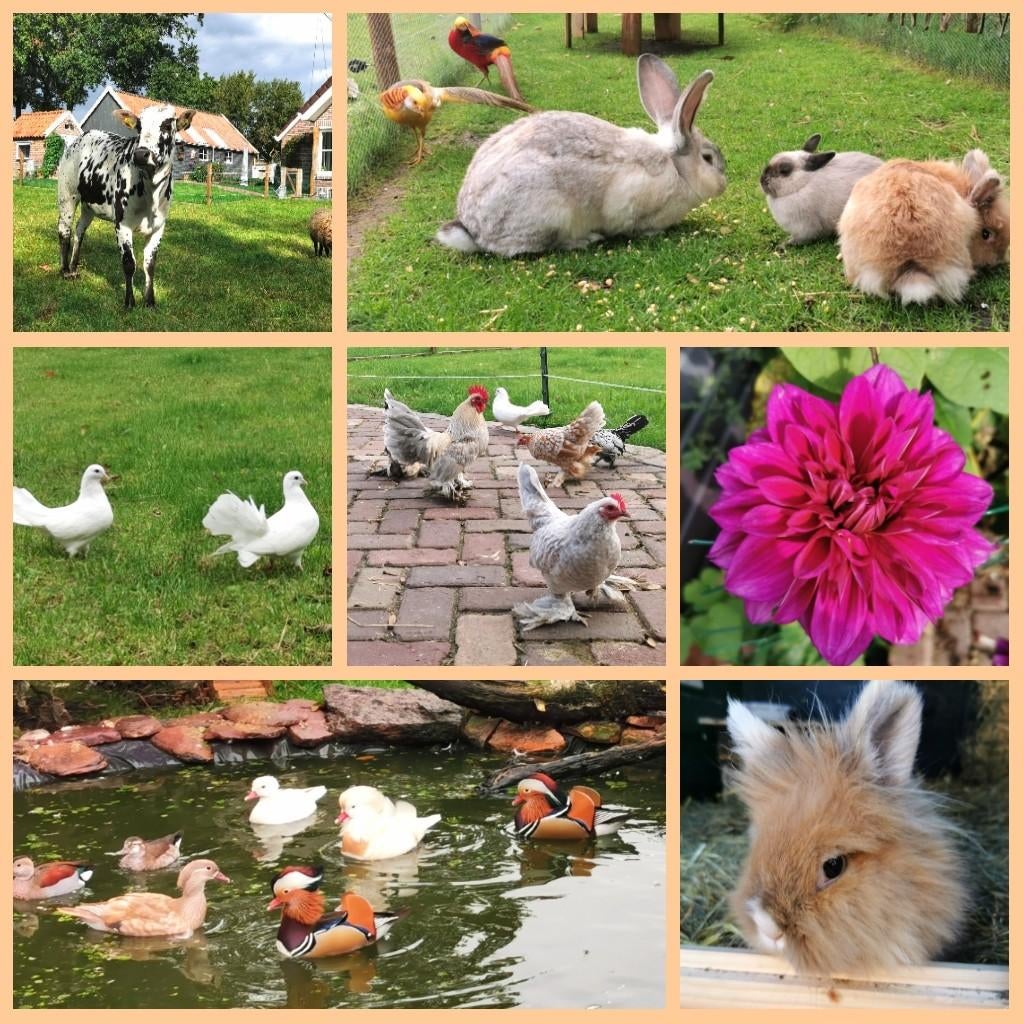 Vakantie opvang konijnen cavia's 💐, Ophalen of Verzenden