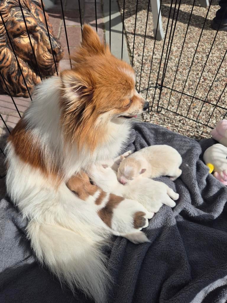 Pomchi pup teefje, Teef, Eén hond, Chihuahua, Nederland