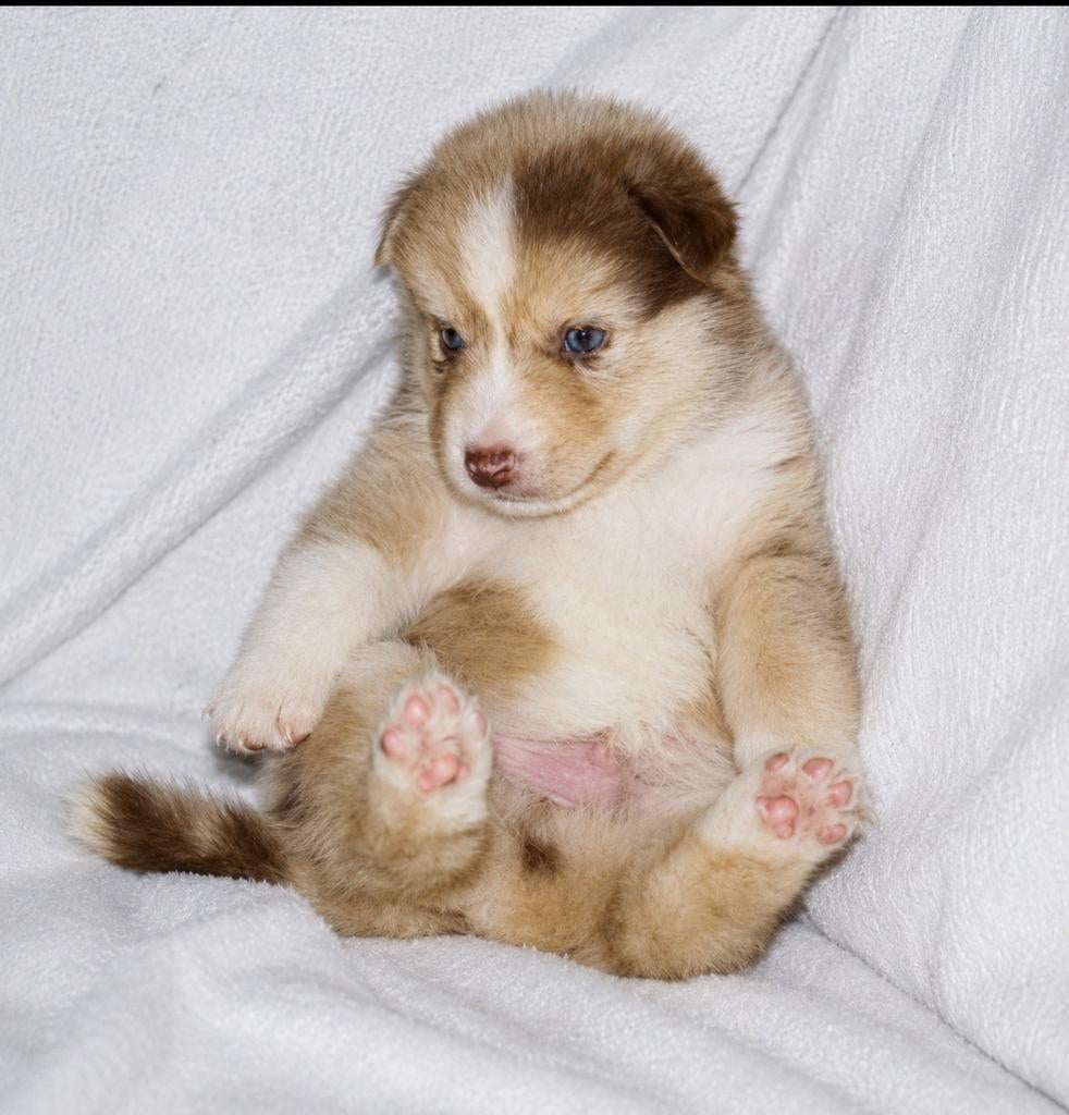 Australian sherperd x husky pups, Dieren en Toebehoren, Parvo, Overige rassen, 8 tot 15 weken, Meerdere