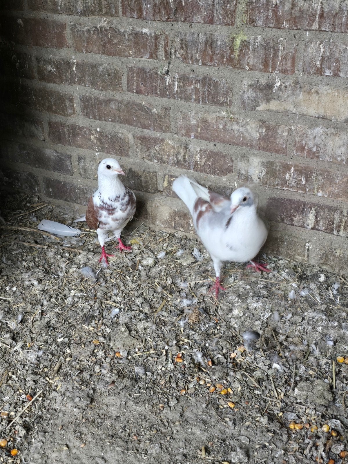 Koppel met twee jongen, Dieren en Toebehoren