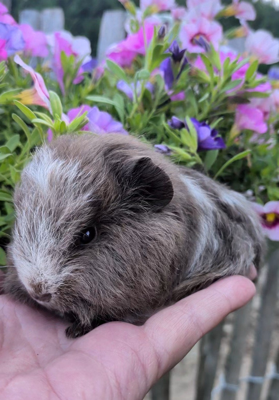 Ch Teddy baby cavia zeug meisje, Cavia, Juli, Vrouwelijk, Tam
