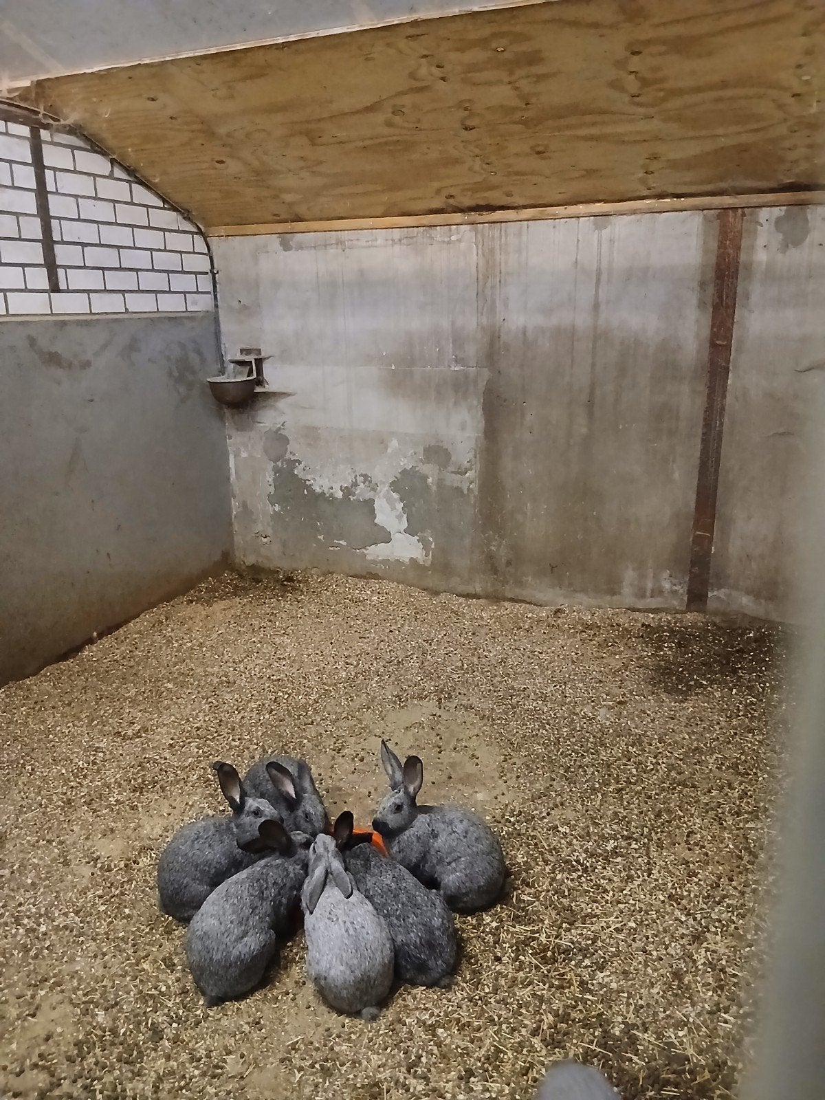 Belgisch zilver raszuiver, Dieren en Toebehoren, Meerdere dieren, Groot, 0 tot 2 jaar