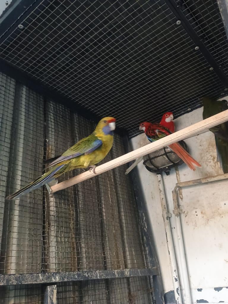 Jonge Geelbuik man, Dieren en Toebehoren, Vogels | Parkieten en Papegaaien, Mannelijk, Parkiet, Geringd