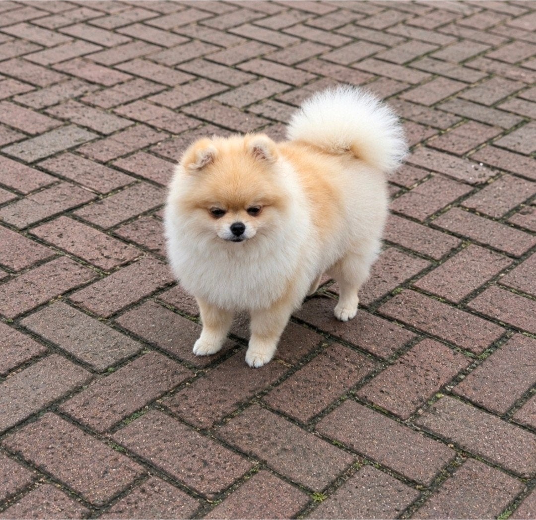 pomeranian reutje, Keeshond, 15 weken tot 1 jaar, Reu, Parvo
