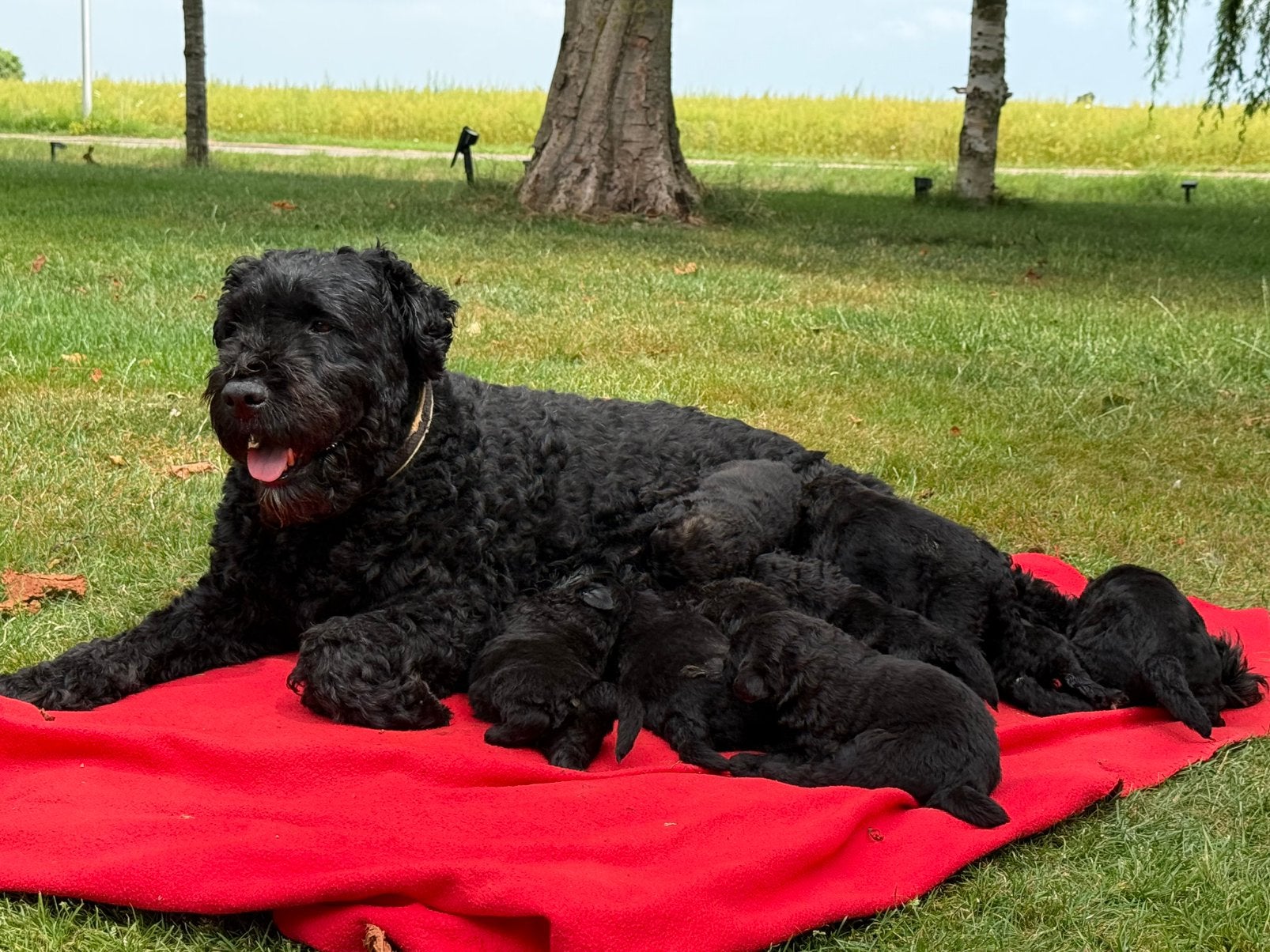 Bouvier Des Flandres pups met stamboom, Bouvier, Parvo, 8 tot 15 weken, Meerdere