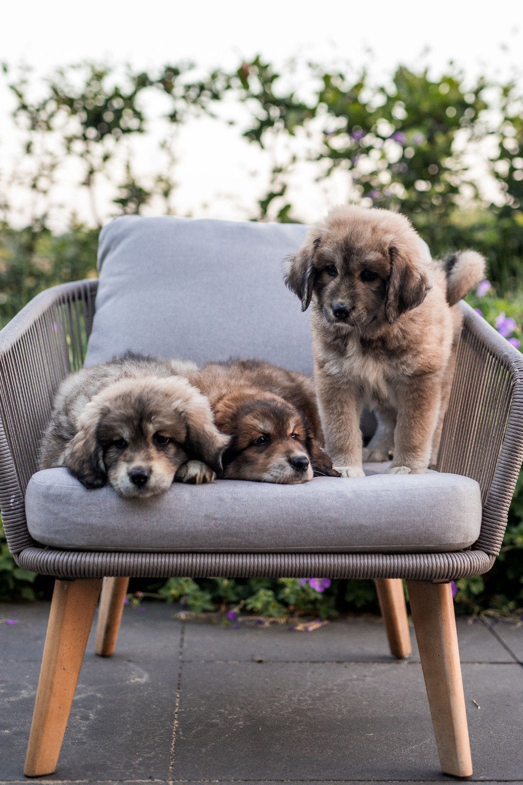 Berghond poolse berghond Tatra x Tibetaanse mastiff pups, Overige rassen, 8 tot 15 weken, Parvo, Meerdere