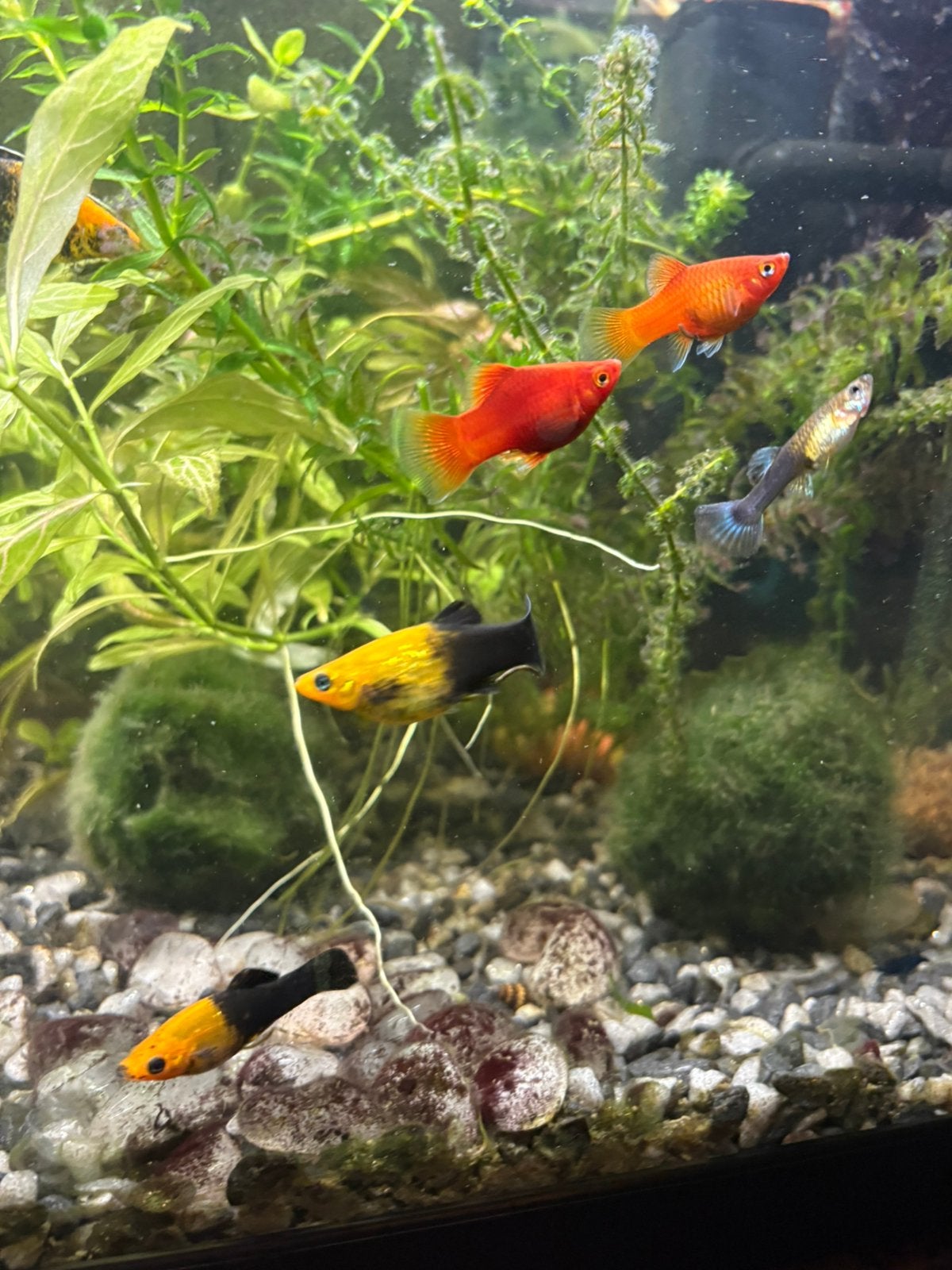 Baby platys, Vis