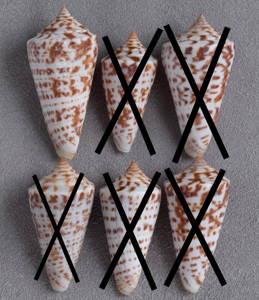 Schelpen: Conus regularis 43-50,5mm  Mexico, Ophalen of Verzenden, Schelp(en)