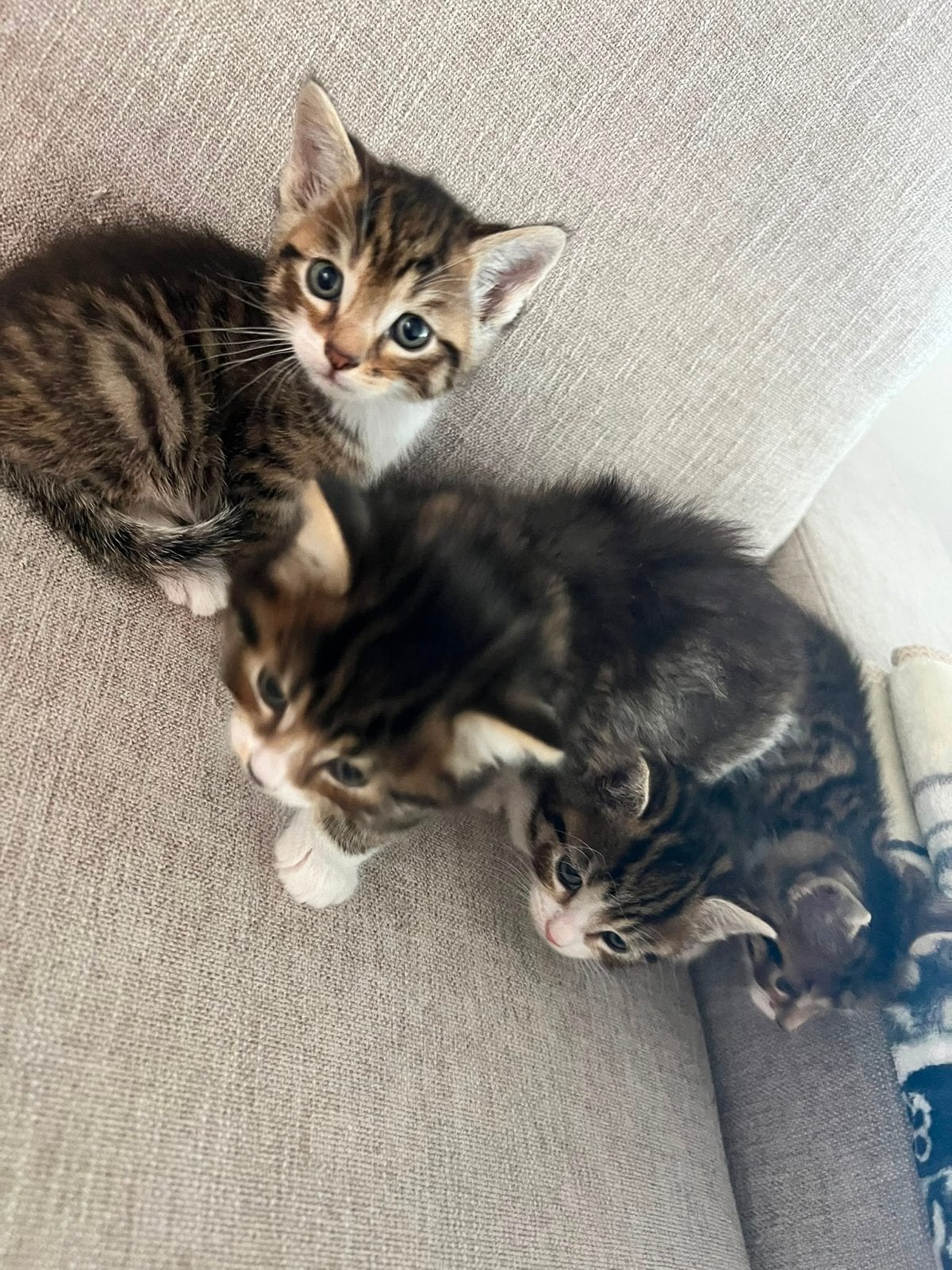 5 kittens en moeder, Meerdere dieren, 0 tot 2 jaar