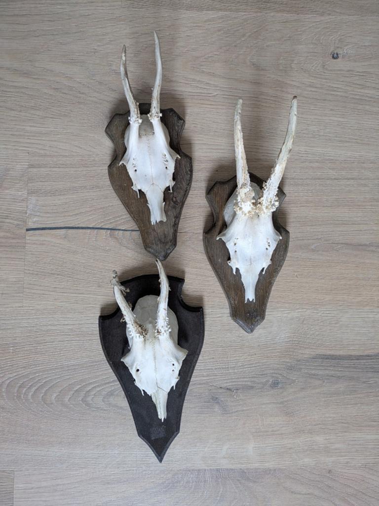 3 reeënschedels met gewei op schild, Ophalen of Verzenden, Gebruikt, Hert, Schedel