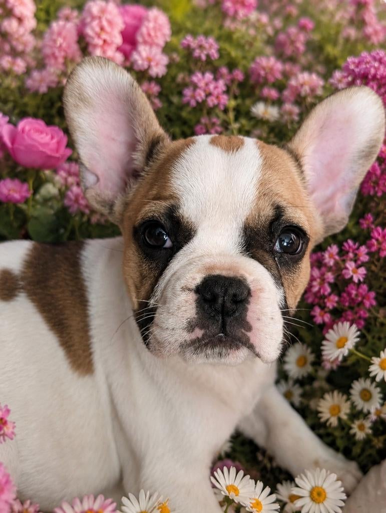 Franse Bulldog pups LAATSTE PUP🤍, Dieren en Toebehoren, Honden | Bulldogs, Pinschers en Molossers, 8 tot 15 weken, Bulldog, Meerdere
