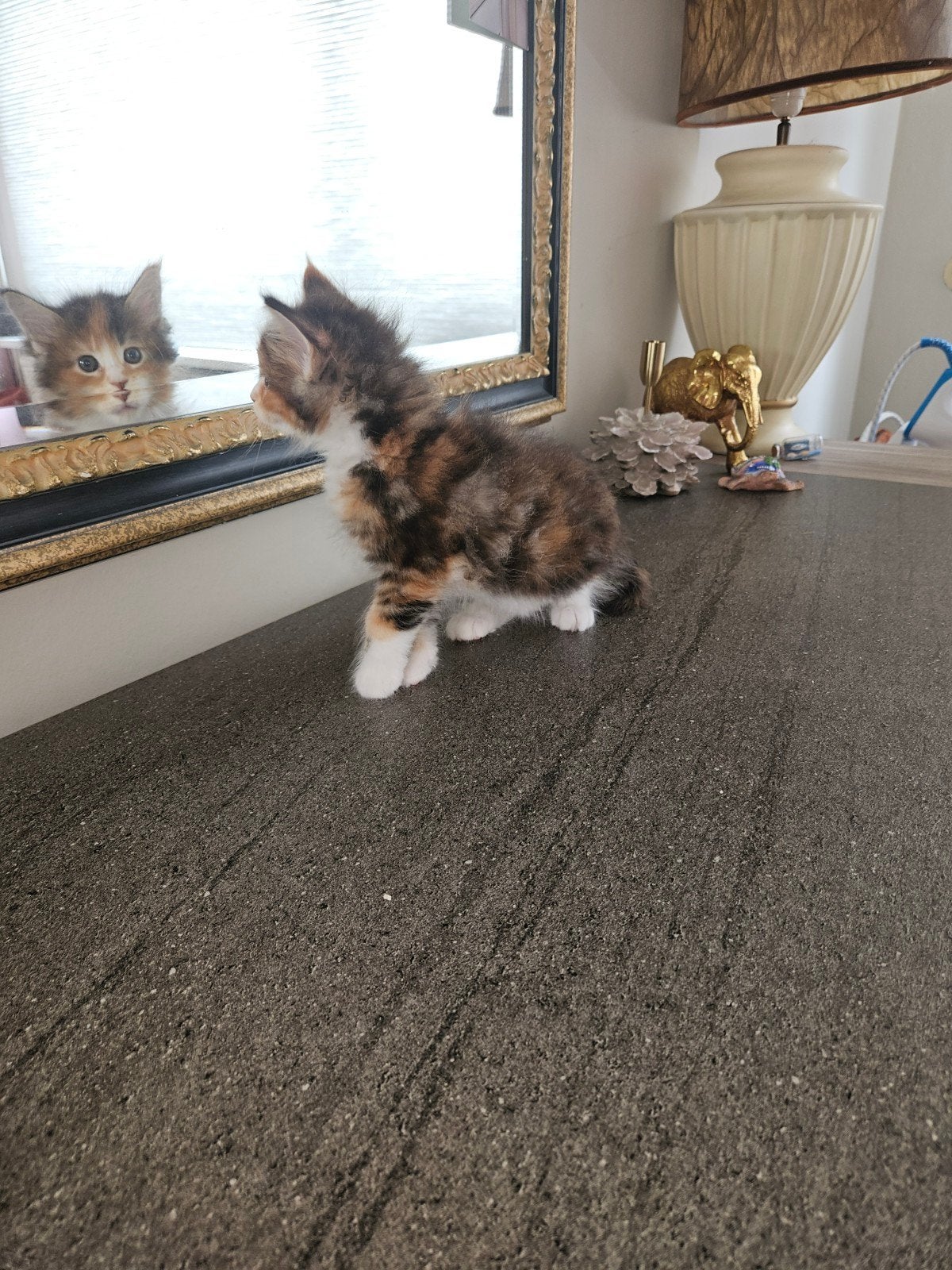Maine coon kittens, Poes, Gechipt