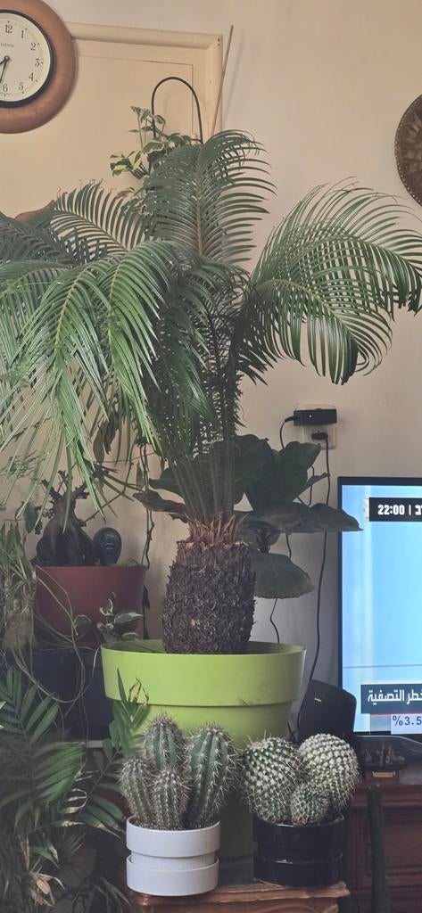 Sago palm, Tuin en Terras, Volle zon, Bloeit niet, Ophalen of Verzenden, 100 tot 250 cm