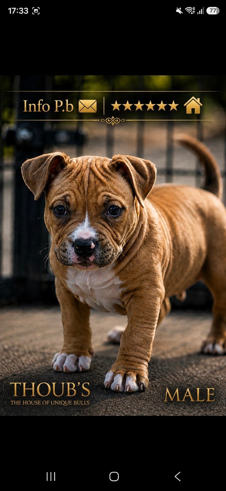 American pocket bully...9. weken met abkc stamboom (moge  m, Dieren en Toebehoren, Bulldog, Meerdere, Meerdere dieren, Nederland