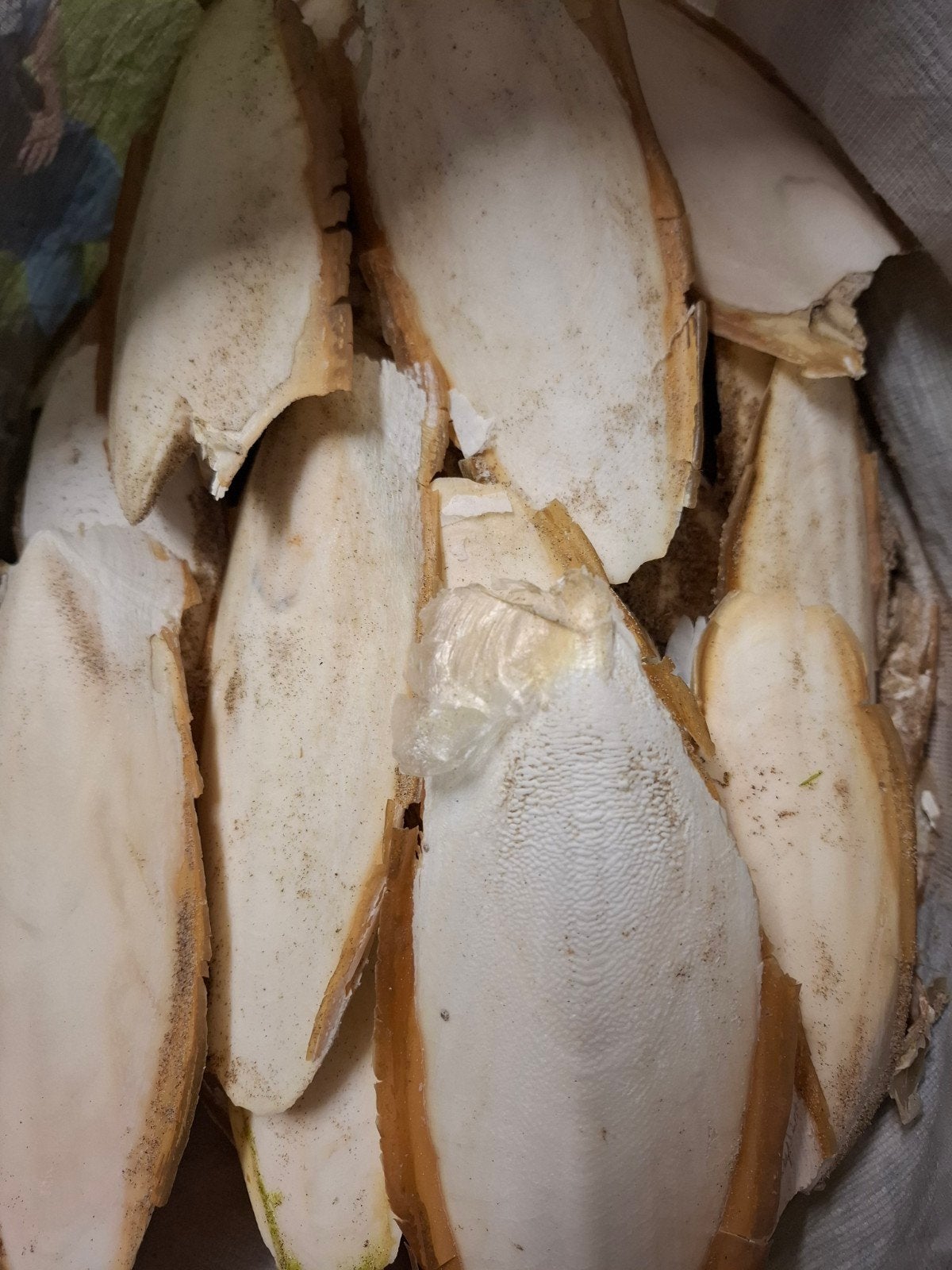 Sepia's div maten Noordzeestrand €8,50 p/kg div kilo's besch, Dieren en Toebehoren, Ophalen of Verzenden, Nieuw, Overige typen