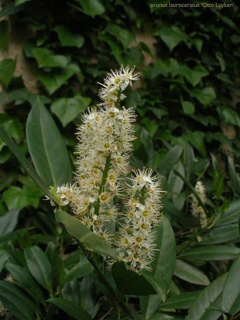 18x Prunus l. 'Otto Luycken' / Laurier €150