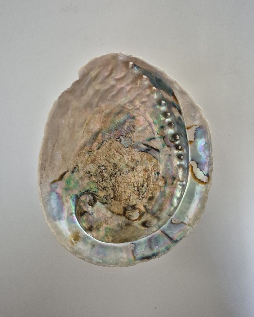 Abalone schelp nr3  – 15x18cm, Ophalen of Verzenden, Schelp(en)