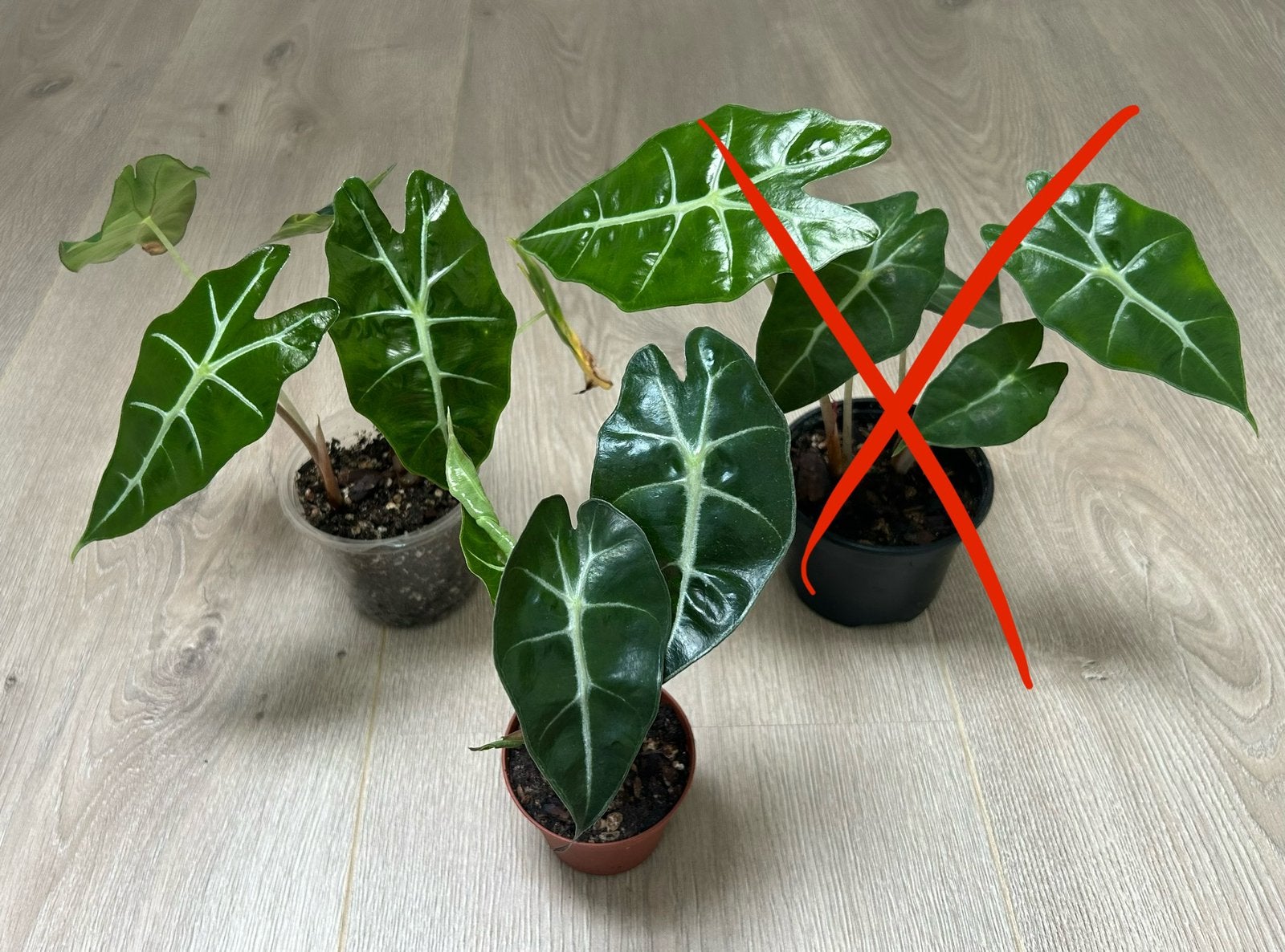 Alocasia Polly Pups (2 Plants in each pot) - 5€ each, Ophalen, Halfschaduw, Minder dan 100 cm