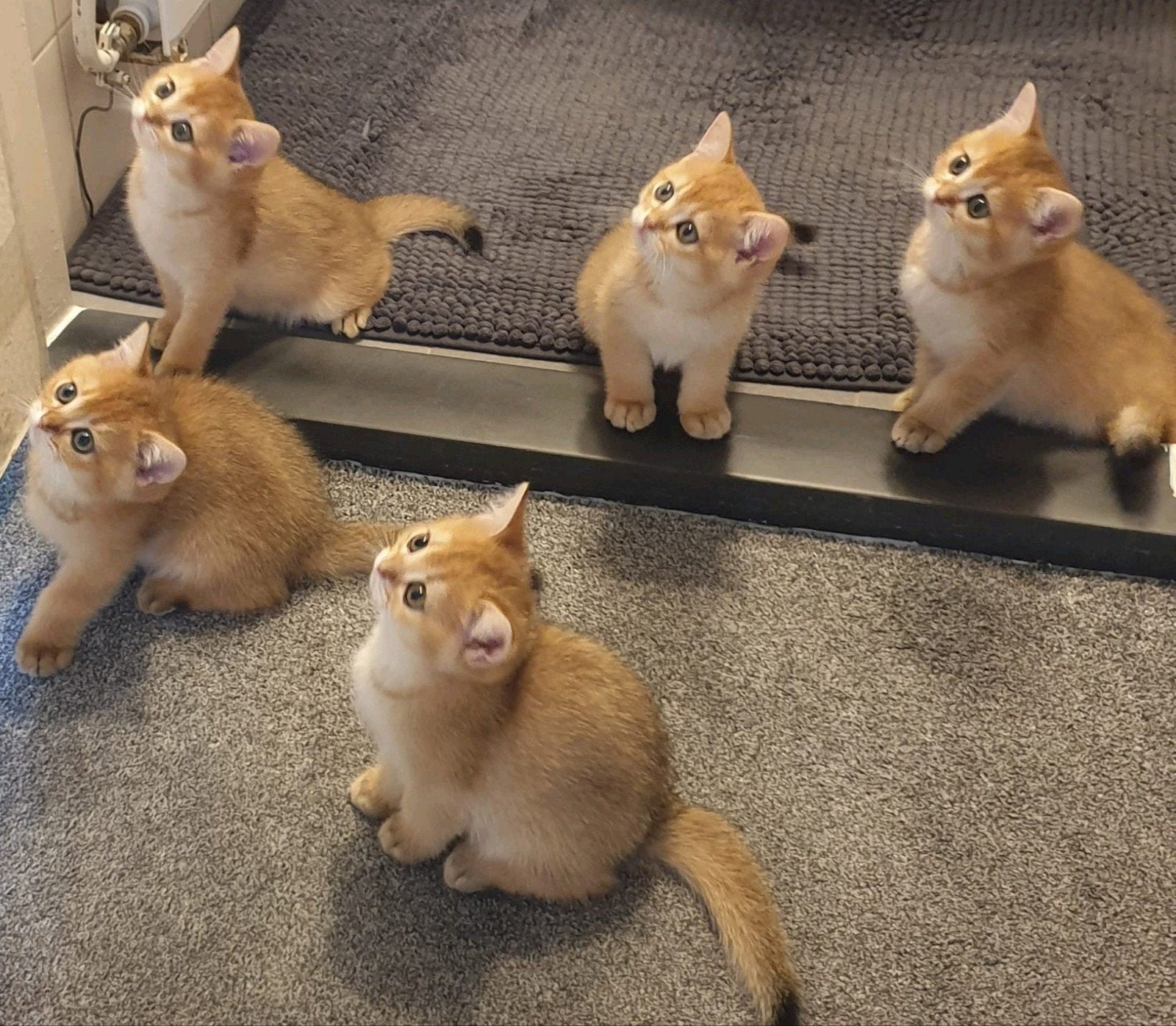 Prachtige goldenshaded Brits Korthaar kittens, Meerdere dieren, Kortharig, 0 tot 2 jaar